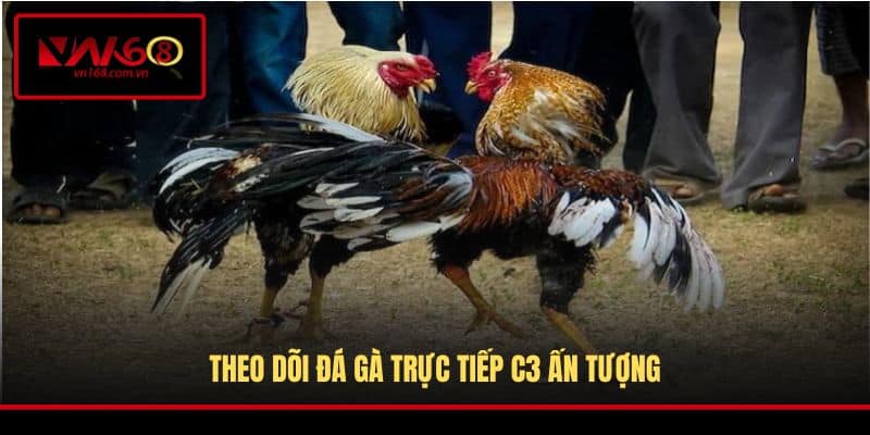 Theo dõi đá gà trực tiếp C3 ấn tượng